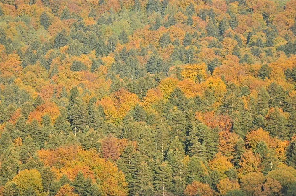zdjęcie przedstawia korony drzew w kolorach jesieni żółtym brązowym zielonym beżowym
