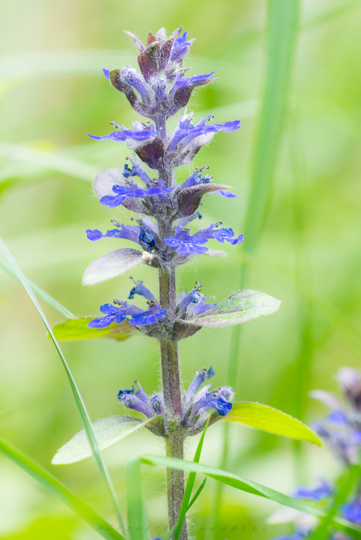 kwiat Dąbrówka rozłogowa – gatunek rośliny należący do rodziny jasnotowatych. 