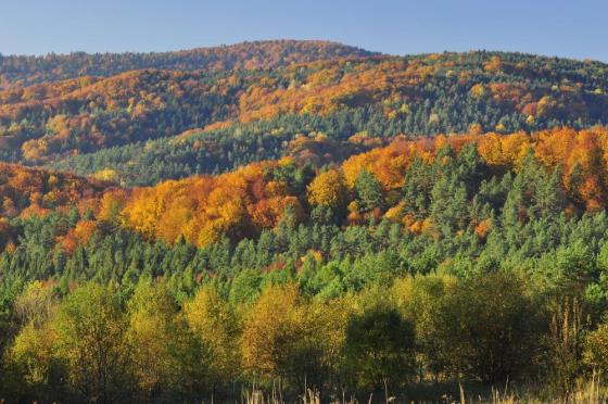 Widok lasów Polskich w terene górzystym jesienią