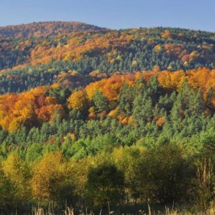 zdjecie koron drzew lasu mieniących się kolorami jesieni
