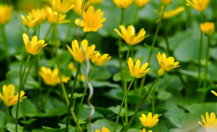 żółte małe kwiatki kwitrnące na łące