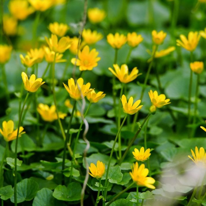 żółte małe kwiatki kwitrnące na łące