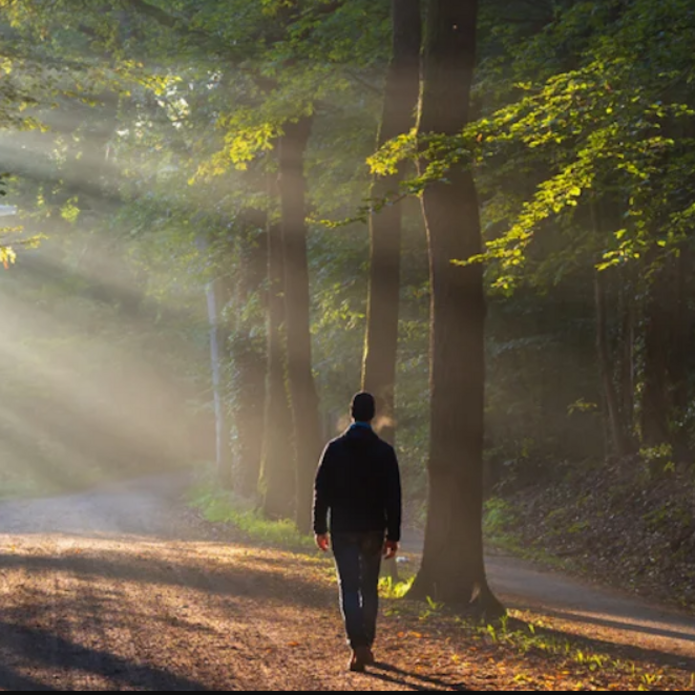 w centralnym punkcie znajduje się leśnik idący ścieżką w lesie przebijają promienie słoneczne od lewej strony poprzez konary drzew