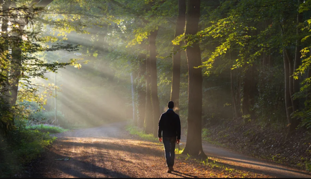 w centralnym punkcie znajduje się leśnik idący ścieżką w lesie przebijają promienie słoneczne od lewej strony poprzez konary drzew