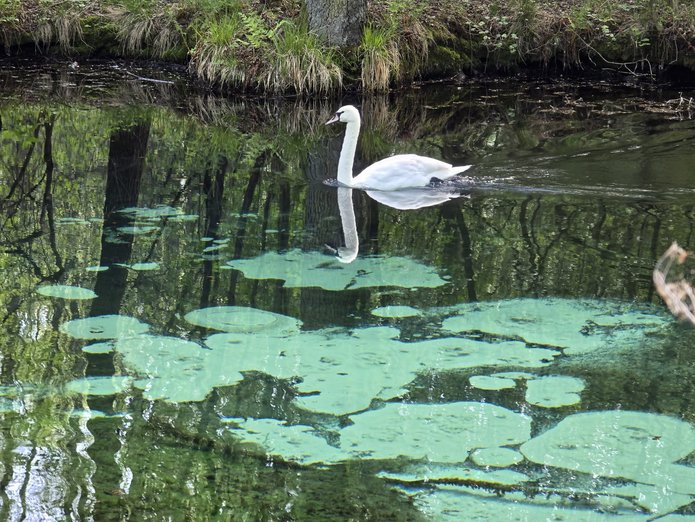 łabędź niemy przepływający nad wypływającymi źródłami