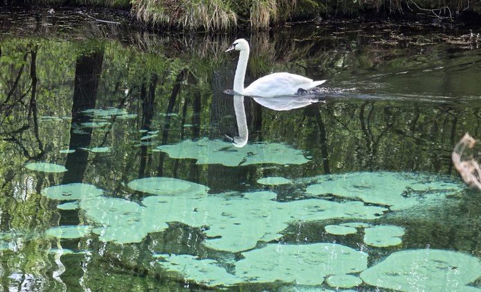 łabędź niemy przepływający nad wypływającymi źródłami