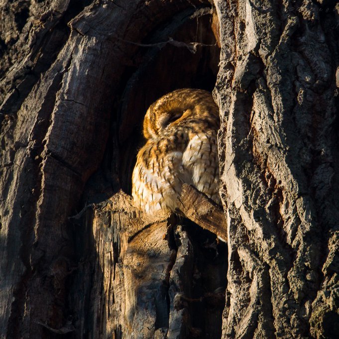 Na zdjęciu przedstawiono sowę na drzewie