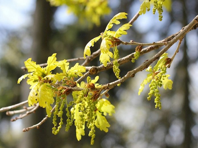 gałązki świeżo rozwijające się liście