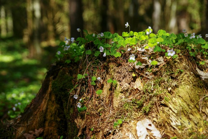 stary pień obrośnienty mchem i koniczyną